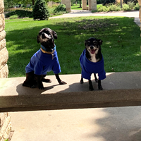 Pet Tee Medium
