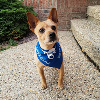 Pet Bandana