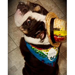 EMBLEMATIC BANDANA
